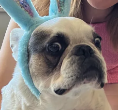 Stogie the French Bulldog